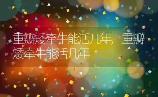 重瓣矮牵牛能活几年,重瓣矮牵牛能活几年 | 养殖科普