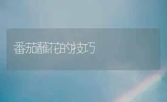 番茄蘸花的技巧 | 养殖知识