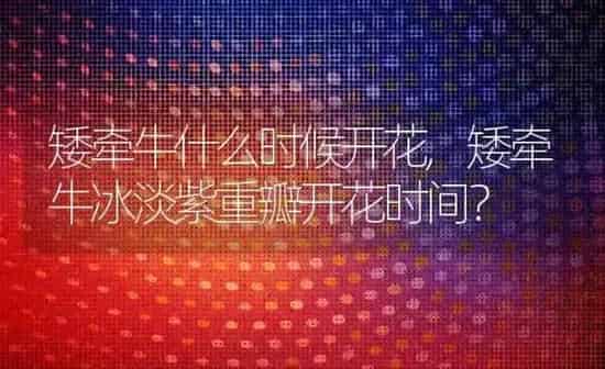 矮牵牛什么时候开花,矮牵牛冰淡紫重瓣开花时间？ | 养殖科普