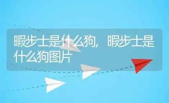 暇步士是什么狗,暇步士是什么狗图片 | 养殖科普