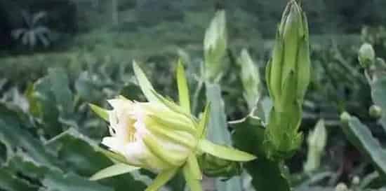 霸王花产地和种植技术 | 实用知识