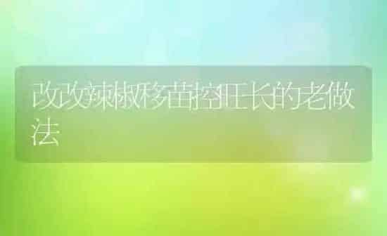 改改辣椒移苗控旺长的老做法 | 养殖知识