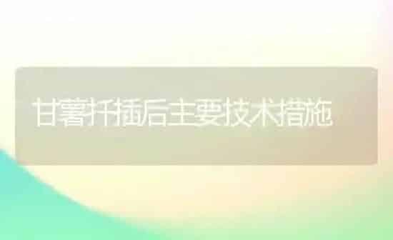 甘薯扦插后主要技术措施 | 养殖技术大全