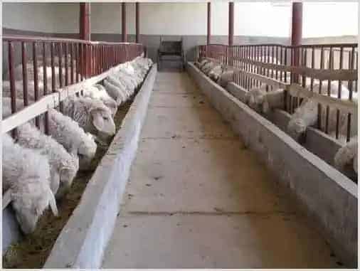 畜禽规模养殖场标准化建设内容及意义 | 实用知识