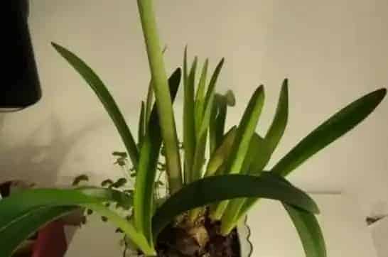 兰花用什么土栽培最好,种兰花用什么土最好，兰花土如何配制？