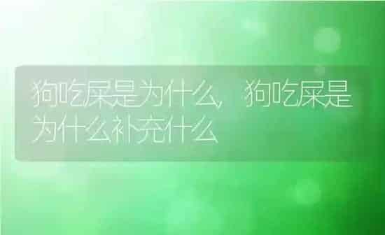 狗吃屎是为什么,狗吃屎是为什么补充什么 | 养殖科普