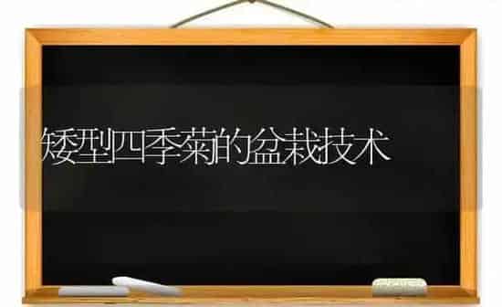 矮型四季菊的盆栽技术 | 养殖技术大全