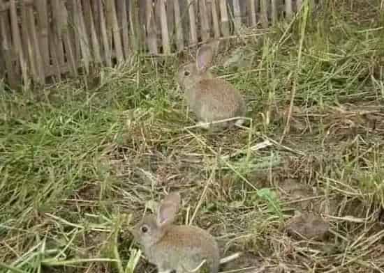 宠物兔养殖基地的兔舍常见形式 | 妙招大全