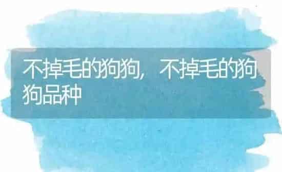不掉毛的狗狗,不掉毛的狗狗品种 | 养殖科普