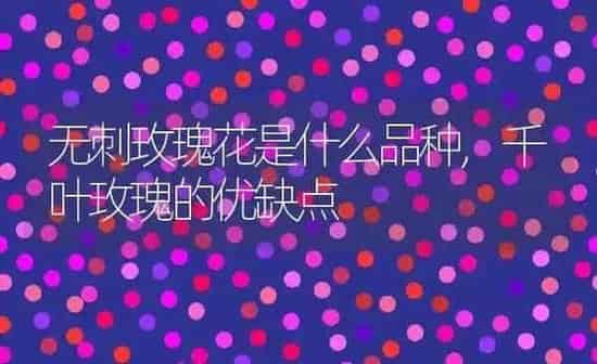 无刺玫瑰花是什么品种,千叶玫瑰的优缺点 | 养殖学堂