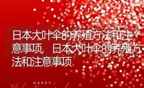 日本大叶伞的养殖方法和注意事项,日本大叶伞的养殖方法和注意事项 | 养殖科普