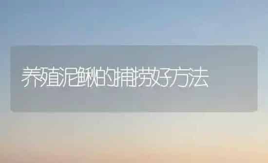 养殖泥鳅的捕捞好方法 | 养殖知识