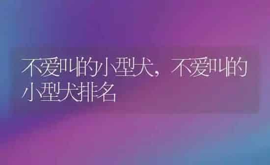 不爱叫的小型犬,不爱叫的小型犬排名 | 养殖科普
