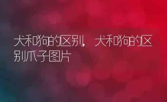 犬和狗的区别,犬和狗的区别爪子图片 | 养殖科普