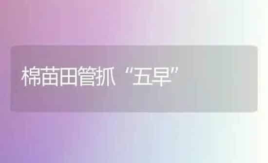 棉苗田管抓“五早” | 养殖技术大全