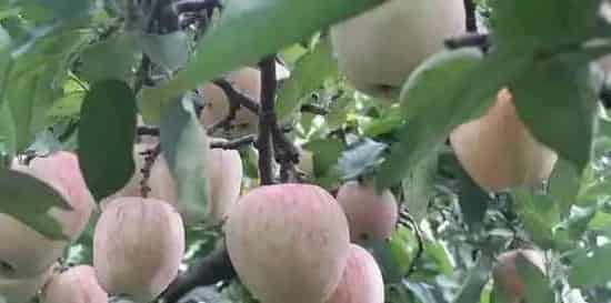 糖心苹果的种植管理技巧有哪些? | 农广天地