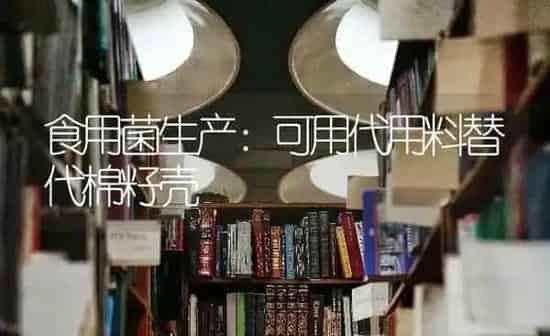 食用菌生产：可用代用料替代棉籽壳 | 养殖知识