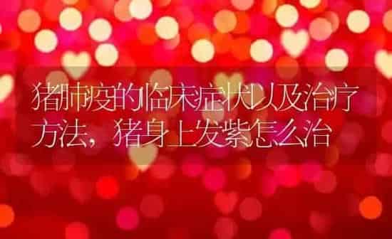 猪肺疫的临床症状以及治疗方法,猪身上发紫怎么治 | 养殖学堂