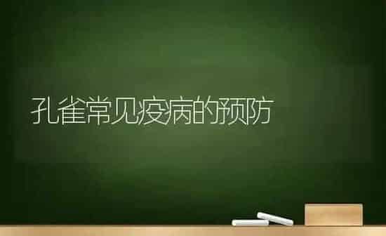 孔雀常见疫病的预防 | 养殖技术大全