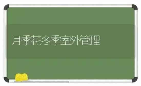 月季花冬季室外管理 | 养殖知识