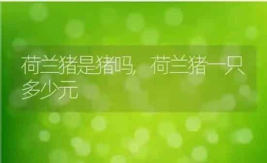 荷兰猪是猪吗,荷兰猪一只多少元 | 养殖资料