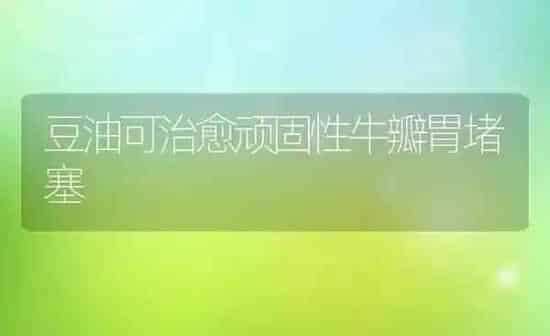 豆油可治愈顽固性牛瓣胃堵塞 | 养殖知识