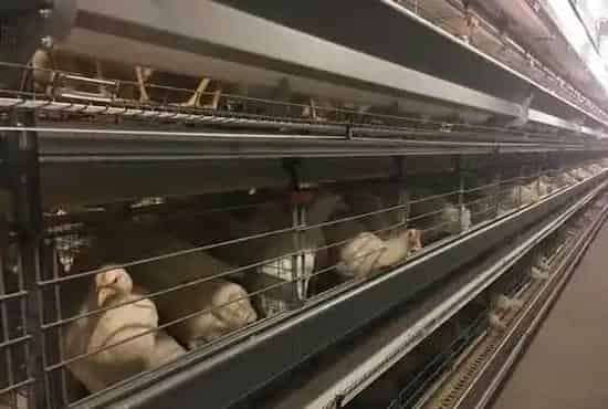 淘汰蛋鸡能吃吗？蛋鸡一天能下几个蛋 | 三农知识
