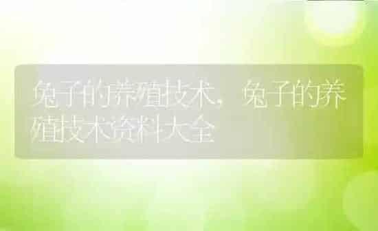 兔子的养殖技术,兔子的养殖技术资料大全 | 养殖资料