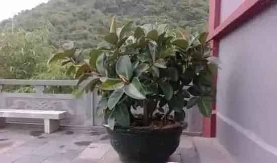 皮树又叫什么树 | 三农知识