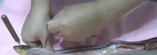 黄鳝怎么宰杀图解 | 农广天地