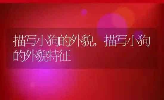 描写小狗的外貌,描写小狗的外貌特征 | 养殖科普