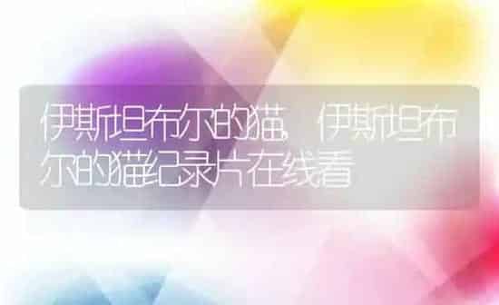 伊斯坦布尔的猫,伊斯坦布尔的猫纪录片在线看 | 养殖资料