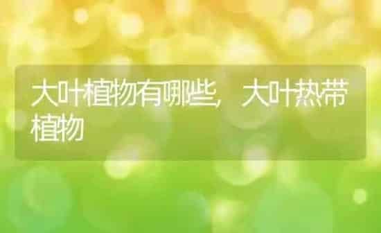 大叶植物有哪些,大叶热带植物 | 养殖学堂