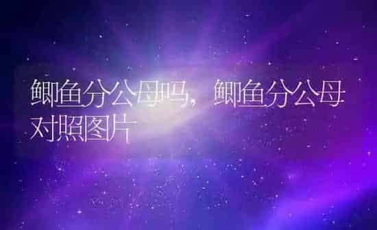 鲫鱼分公母吗,鲫鱼分公母对照图片 | 养殖资料