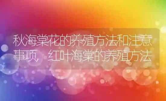 秋海棠花的养殖方法和注意事项,红叶海棠的养殖方法 | 养殖学堂