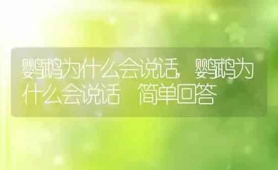 鹦鹉为什么会说话,鹦鹉为什么会说话 简单回答 | 养殖科普