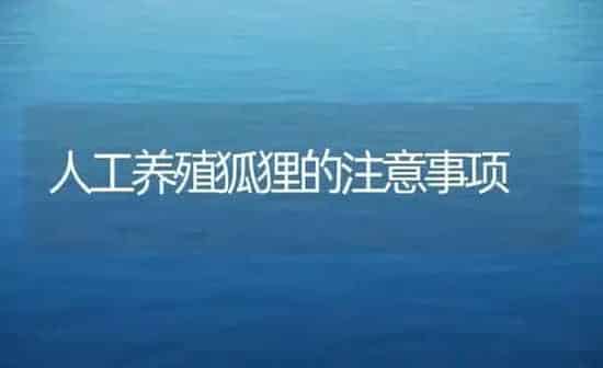 人工养殖狐狸的注意事项 | 养殖知识