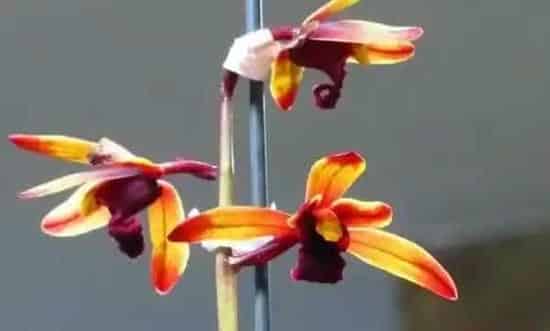 惠兰花怎么养可以年年开花,怎样使蕙兰容易开花?
