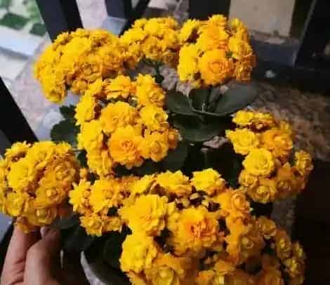 长寿花用什么土种植好,请问长寿花用什么土种好呢?