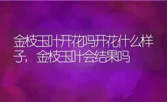 金枝玉叶开花吗开花什么样子,金枝玉叶会结果吗 | 养殖学堂