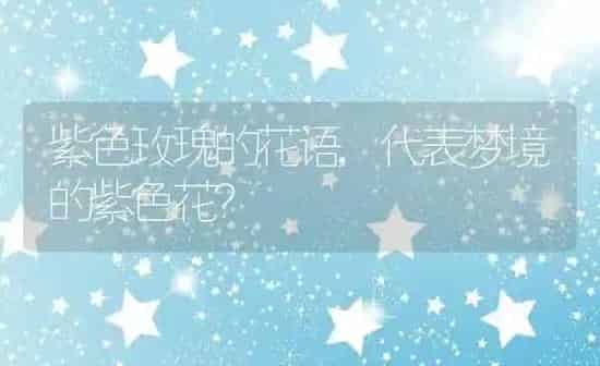 紫色玫瑰的花语,代表梦境的紫色花？ | 养殖科普