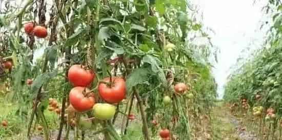 西红柿为什么会出现花脸病？有哪些防治方法？ | 农广天地