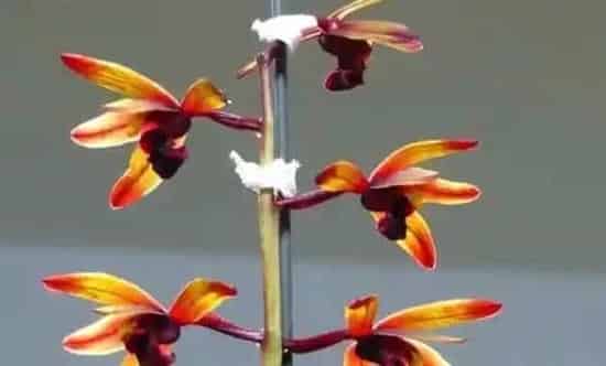 惠兰花怎么养可以年年开花,怎样使蕙兰容易开花?