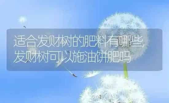 适合发财树的肥料有哪些,发财树可以施油饼肥吗 | 养殖学堂