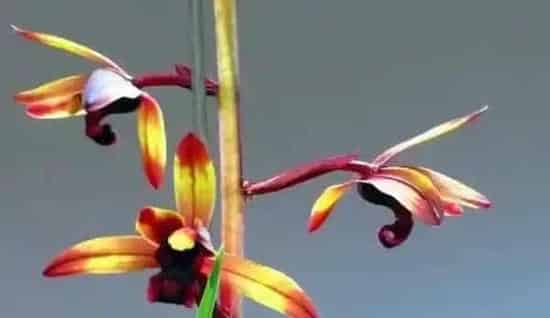 惠兰花怎么养可以年年开花,怎样使蕙兰容易开花?