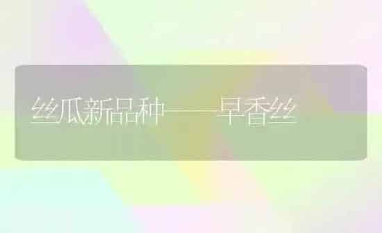 丝瓜新品种——早香丝 | 养殖知识