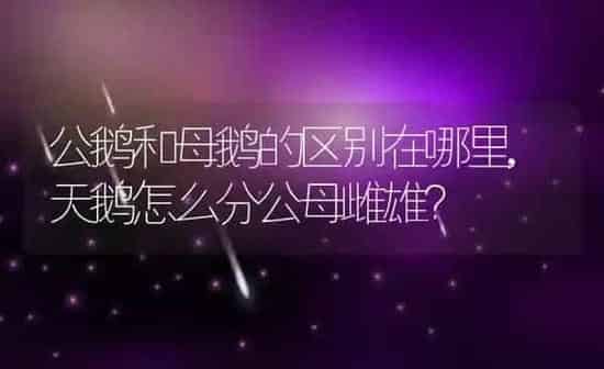公鹅和母鹅的区别在哪里,天鹅怎么分公母雌雄？ | 养殖科普