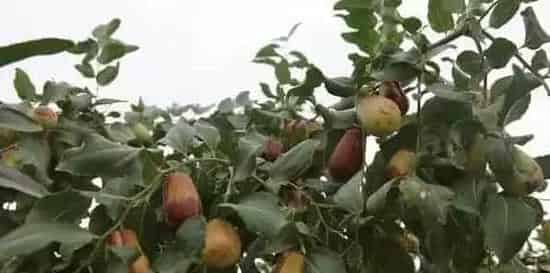 红枣怎么种？红枣种植注意事项 | 妙招大全