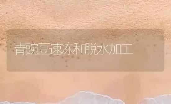 青豌豆速冻和脱水加工 | 养殖知识