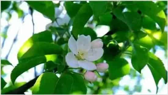 苹果开花前管理技术 | 生活常识